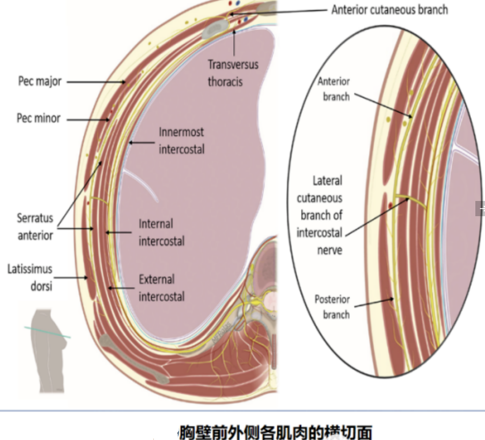 胸壁的解剖与皮神经