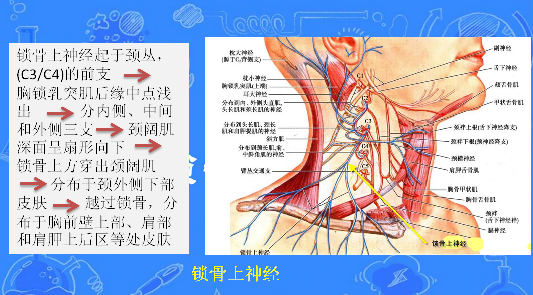 锁骨的神经支配