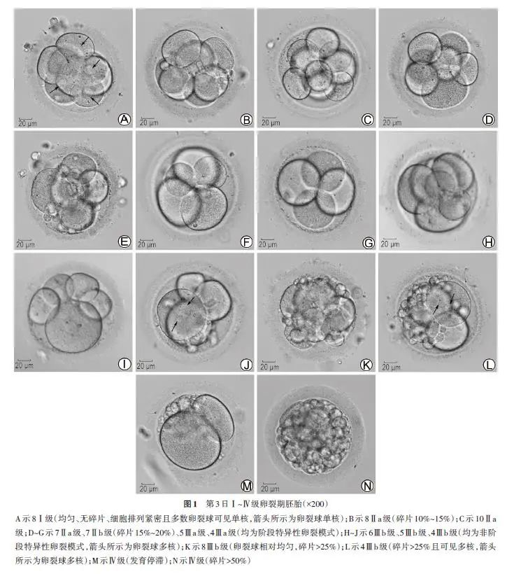 卵裂期胚胎评级的主要参考指标 好大夫在线