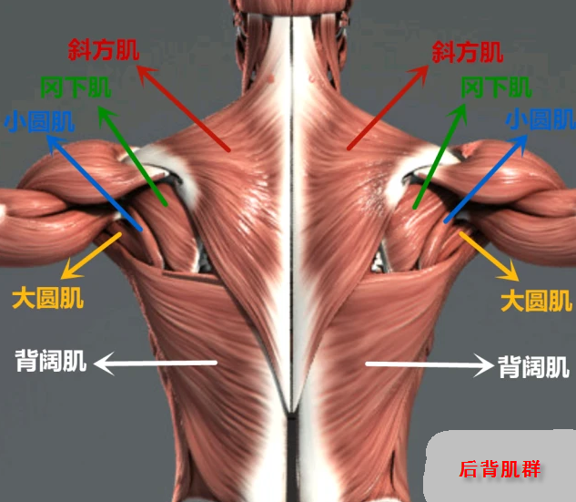 背阔肌激痛点图片