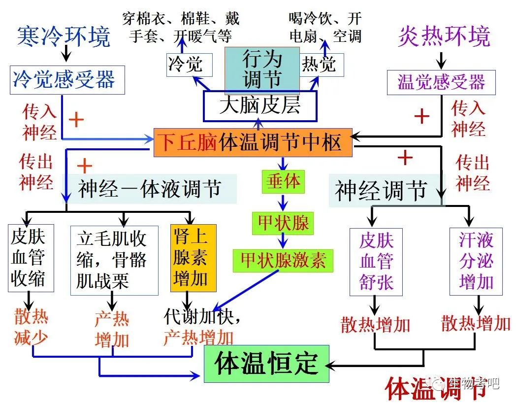 下丘腦的功能知多少