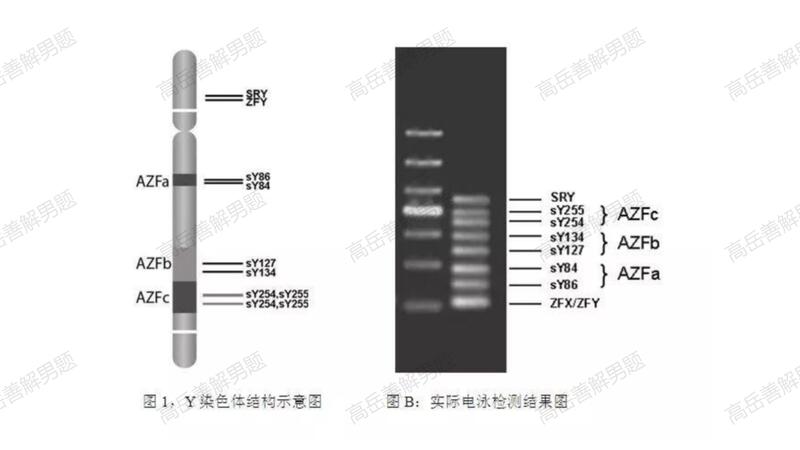 图：Y染色体结构及其检测结果.jpg