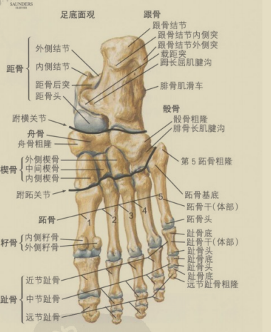 脚骨头 m.haodf.com