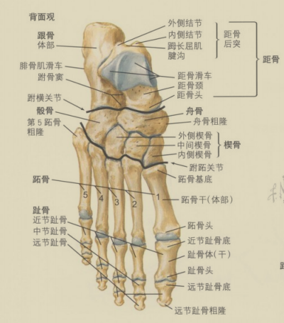 脚骨结构图示意图图片