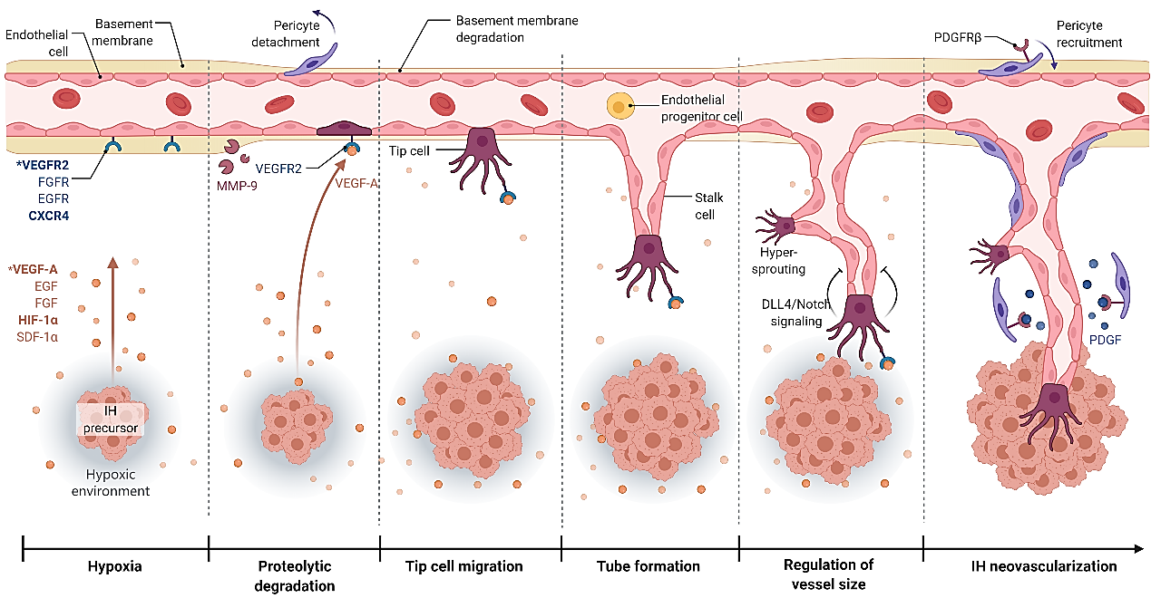 图2 内皮祖细胞参与ih血管生成的可能机制尽管ihh的