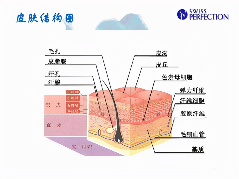 层次剥离之后会在smas皮下组织和真皮层之间放置五爪钩进行提拉,随后