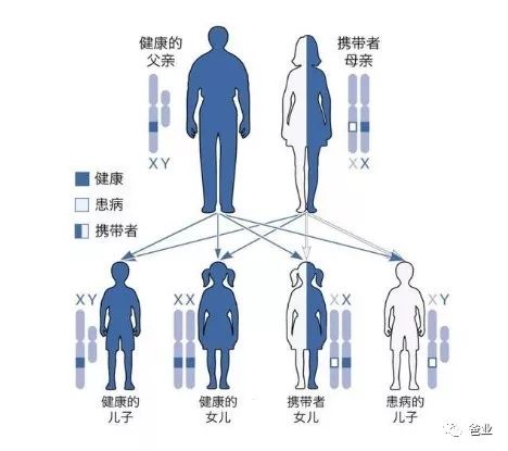 女性有两条x染色体,一般只是致病基因携带者,不会发病,而男性只有一条