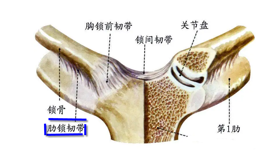 喙锁韧带:起于肩胛骨部位的喙突,止于锁骨外端下缘的韧带,分为斜方韧