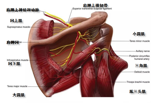 肩胛上神经2.png