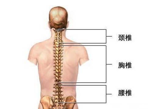 正常直立颈椎图片