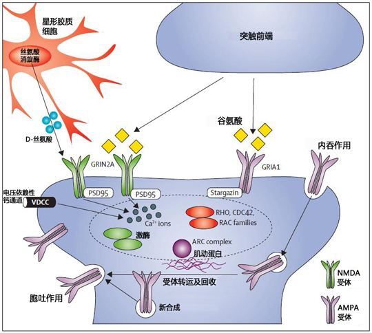 神经递质与受体有研究发现精神分裂症患者d1 受体比正常人低43%,而d2