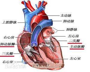 正常情況下,血液流動是單向的:左心房→二尖瓣→左心室→主動脈瓣→主