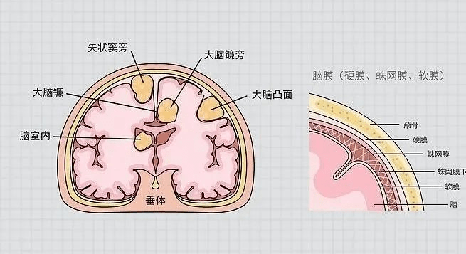 脑结构图图片