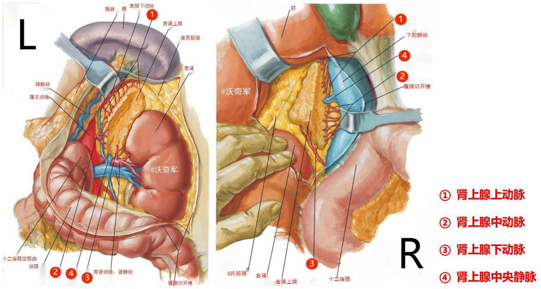 庫欣綜合徵病因是什麼?