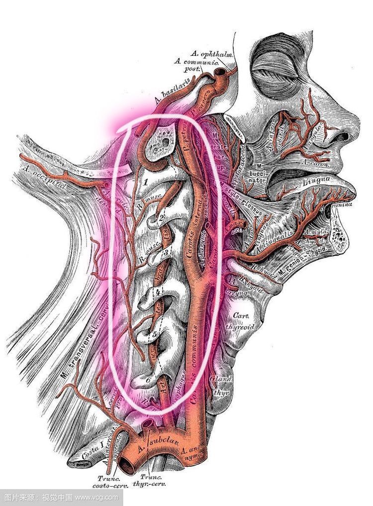 左侧椎动脉位置图片图片