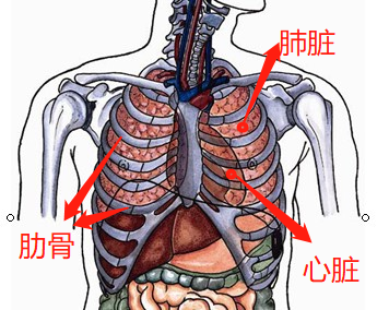 胸腔在哪个位置图片