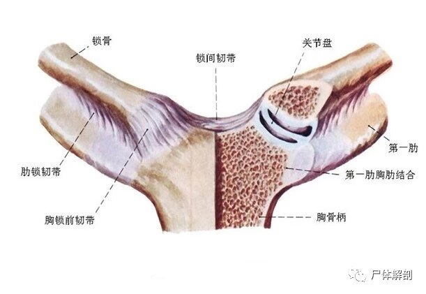 锁骨关节软骨盘图片