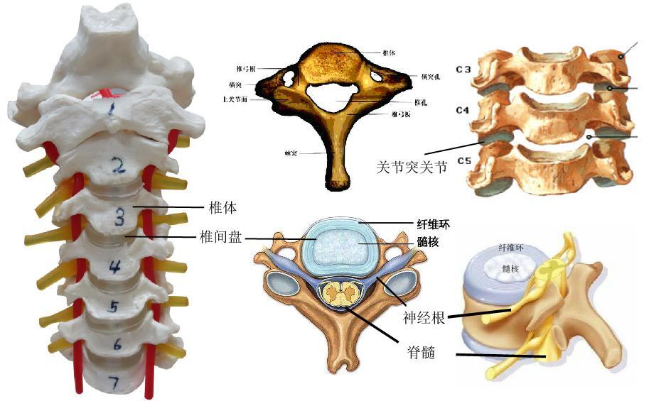 为了更好的理解本节知识,先简要介绍颈椎的解剖结构特点