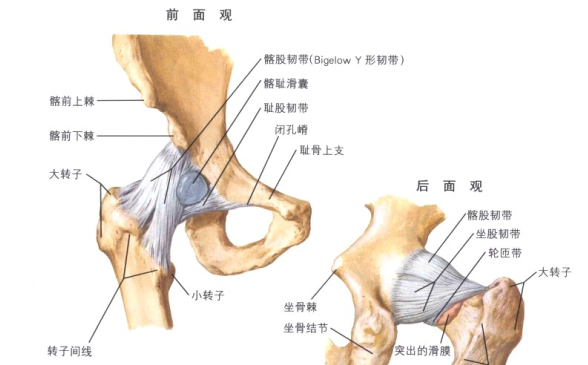 髖關節的關節囊滑膜滑囊和韌帶