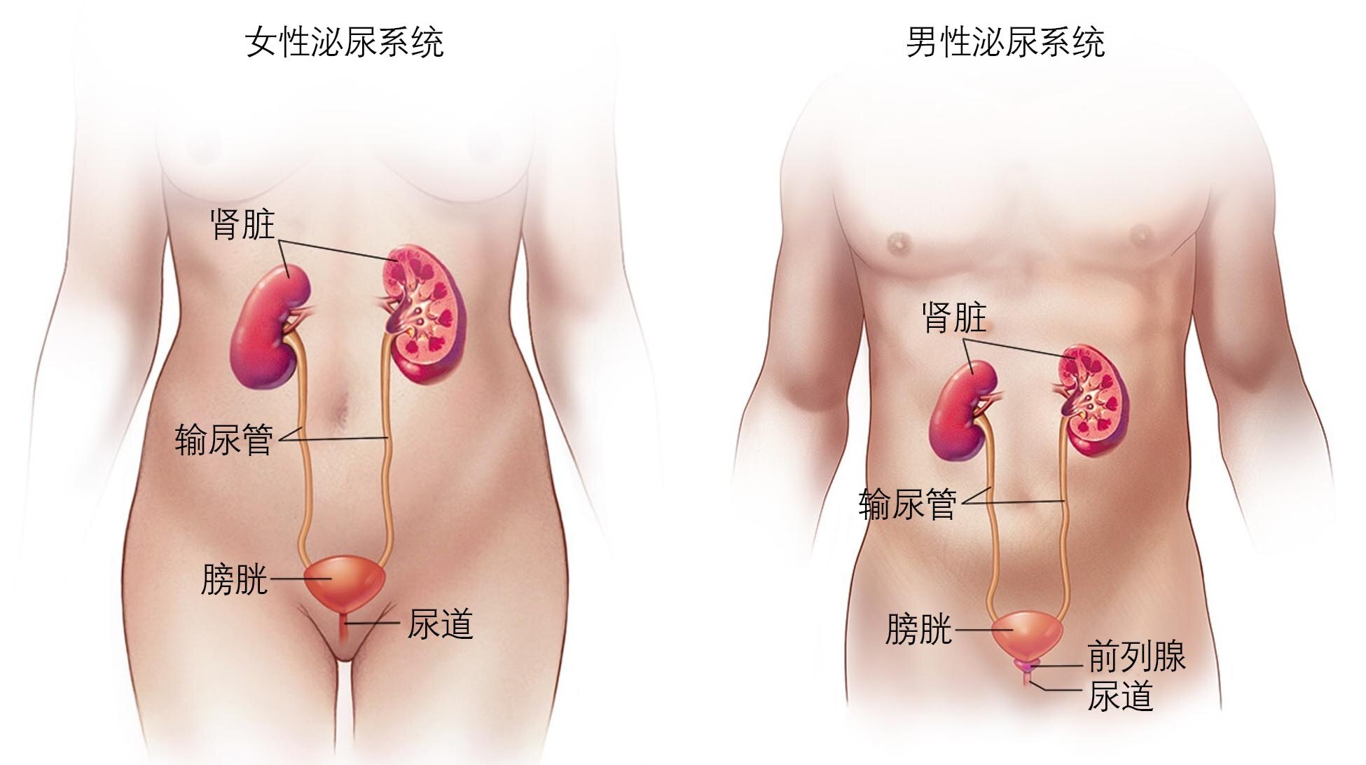 膀胱在什么地方 好大夫在线