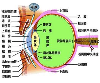 眼睛的構造