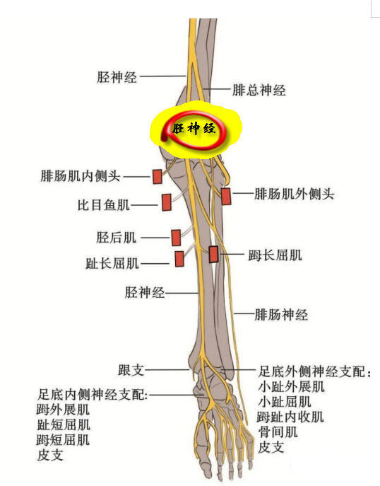 小腿内侧神经分布图图片