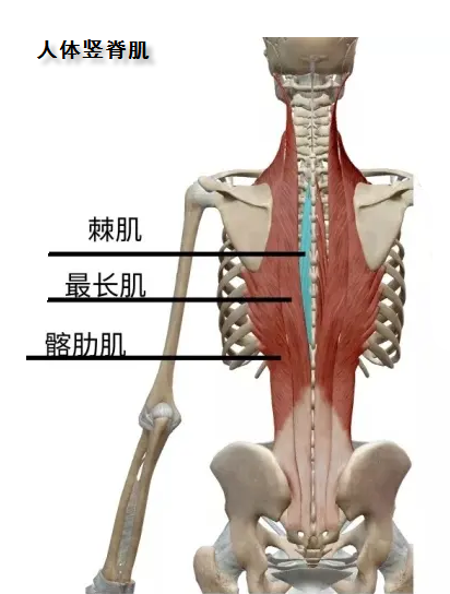 竖脊肌在颈部主要分为头颈肌,颈脊肌和胸脊肌,这些肌肉通常比较小,且
