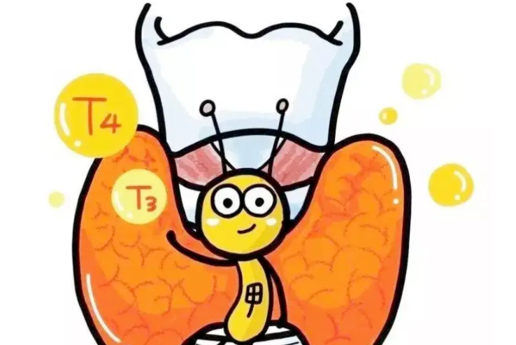 t3,ft4,ft3,这些激素通过血液运输到全身各处,再通过与细胞内的受体