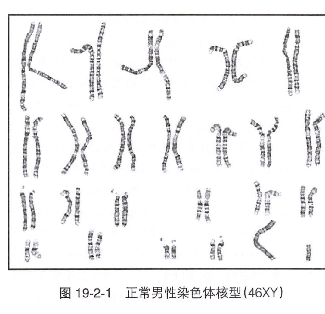 正常染色体图片图片