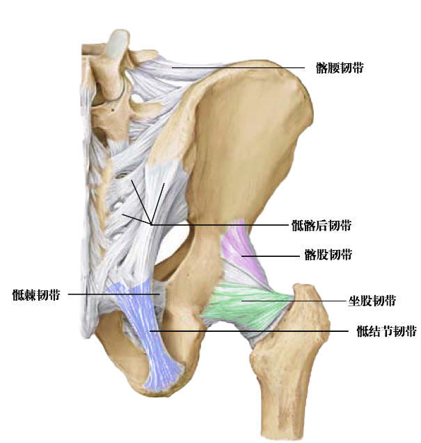 髖關節的關節囊滑膜滑囊和韌帶