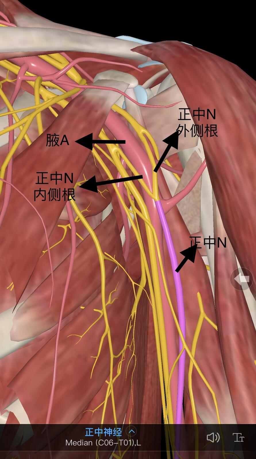 臂丛神经内侧束图片