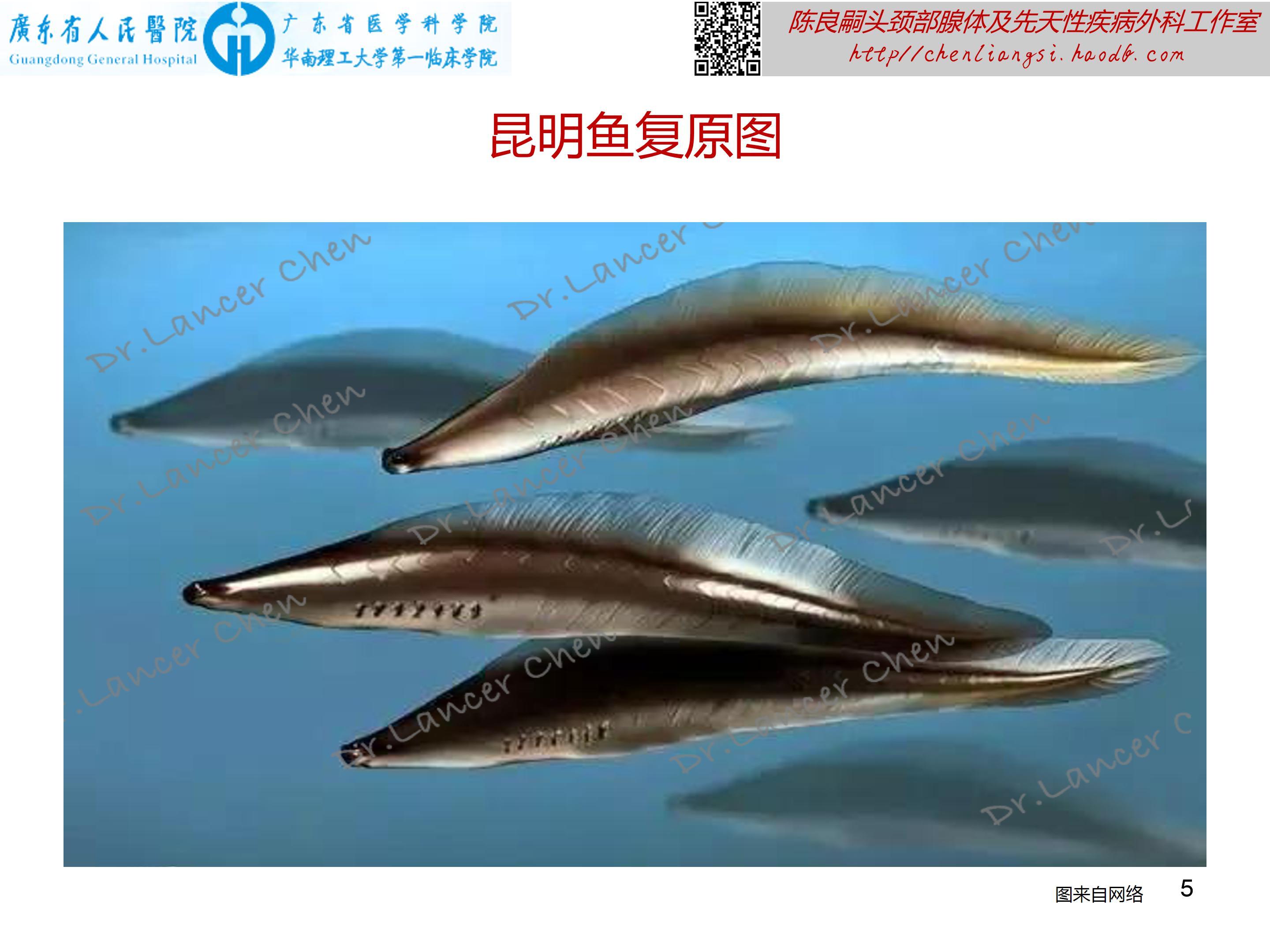 医学科普 鳃裂的 是非功过 鳃裂囊肿 鳃裂囊肿介绍 好大夫在线 医学科普 鳃裂的 是非功过 鳃裂囊肿 鳃裂囊肿介绍 好大夫在线