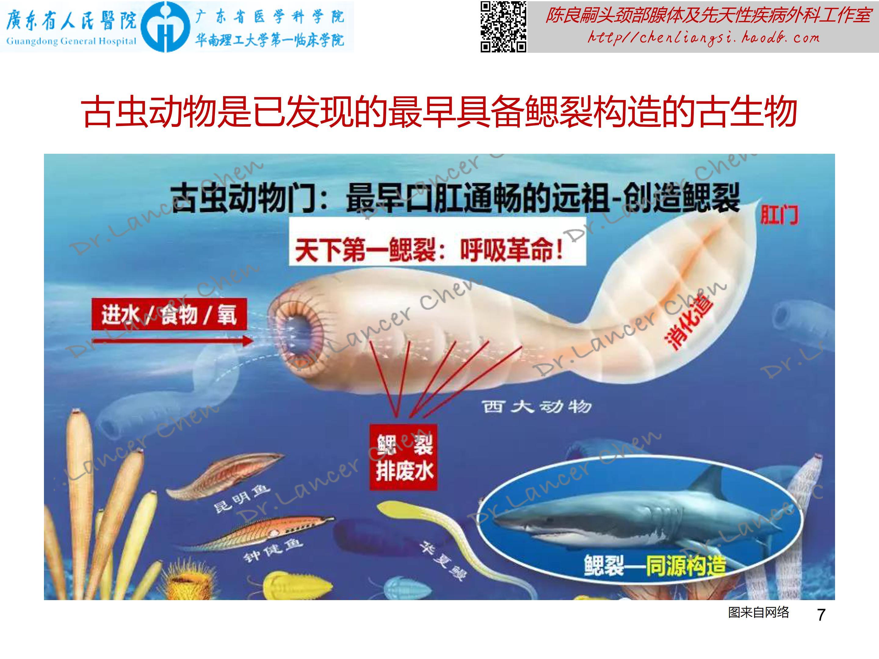 医学科普 鳃裂的 是非功过 鳃裂囊肿 鳃裂囊肿介绍 好大夫在线 医学科普 鳃裂的 是非功过 鳃裂囊肿 鳃裂囊肿介绍 好大夫在线