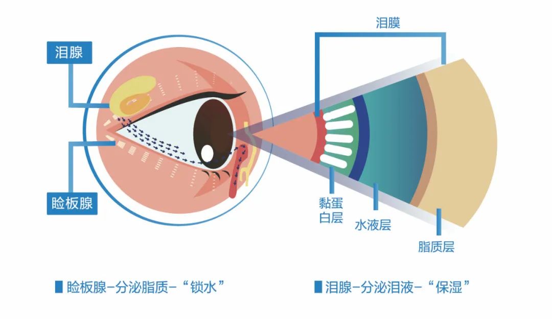 孩子寒假用眼过度,警惕干眼症侵袭_干眼症_介绍_发病原因_如何预防