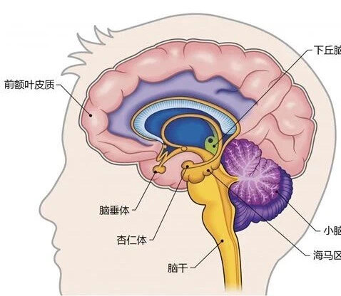 颞叶海马图片