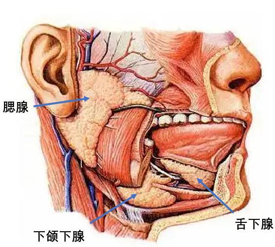 舌下腺结构图片