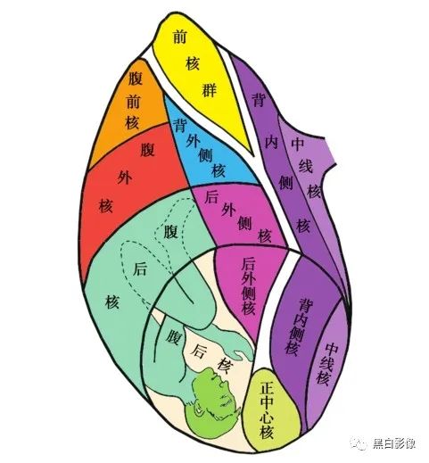 丘脑解剖 - 好大夫在线