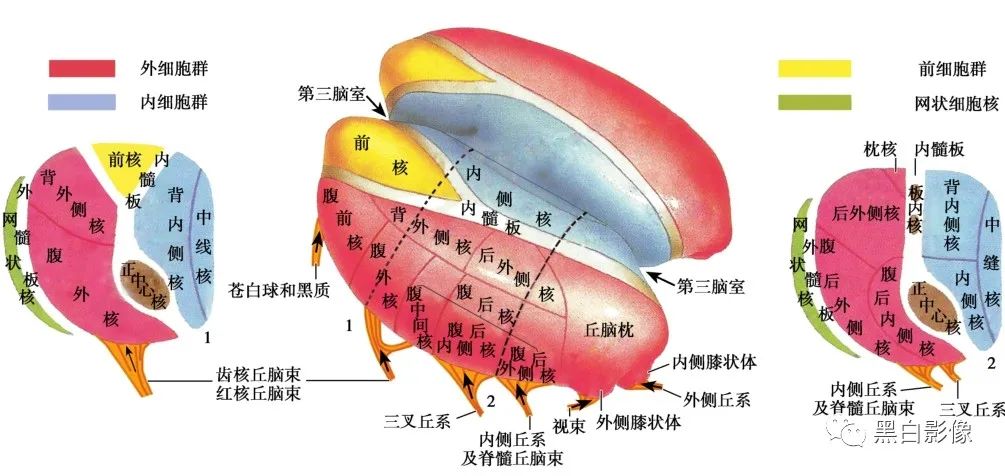 丘脑解剖 - 好大夫在线