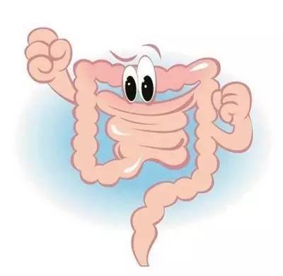 肠道.jpg