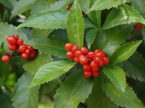 《万山草药》———九节茶 - 好大夫在线