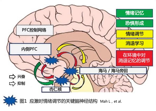 焦頭爛額:焦慮對大腦的多重損傷