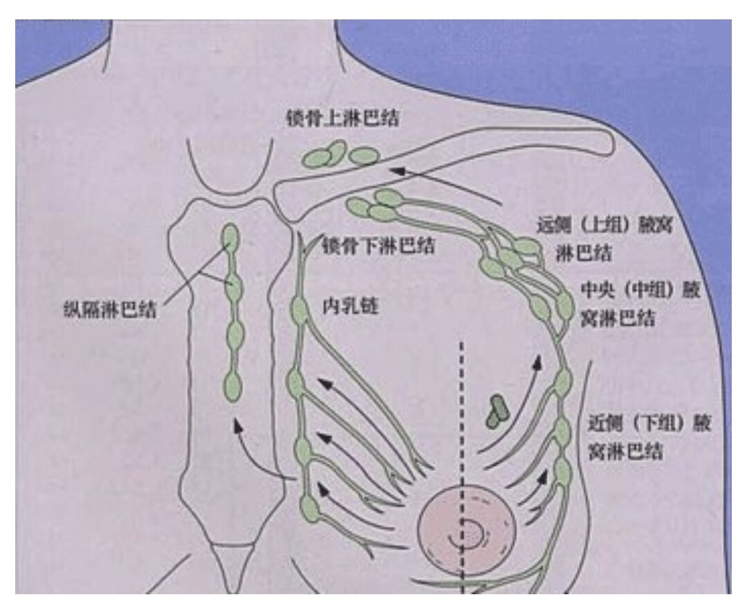 胸口的具体位置图片图片