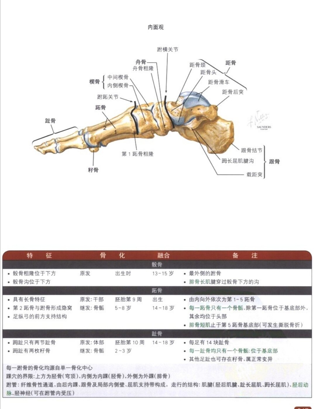 Lisfranc损伤是什么?如何治疗?_跖骨骨折_跖骨骨折介绍 - 好大夫在线