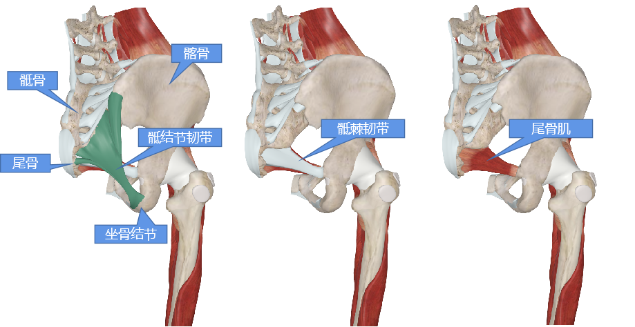 坐骨与骶尾骨之间靠骶结节韧带,骶棘韧带,尾骨肌连结共同构成盆底稳定