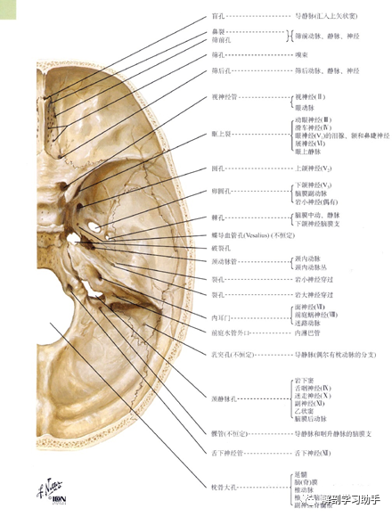 局部解剖学——颅部(二) 颅底内面 - 好大夫在线