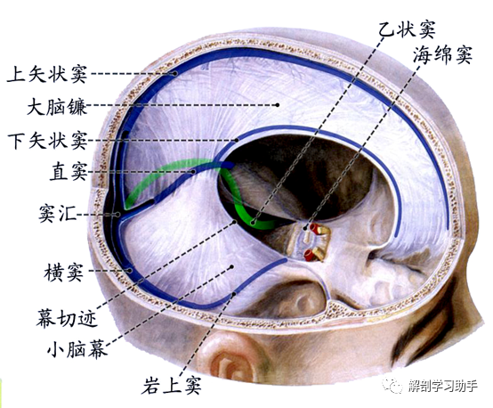 上矢状窦解剖位置图片图片