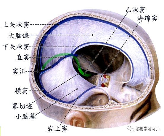 局部解剖学——颅部(二) 颅底内面 - 好大夫在线