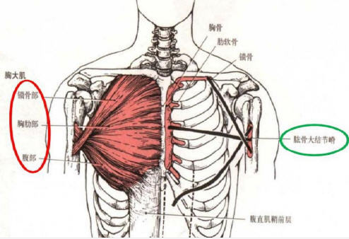 胸大肌解剖及激痛点