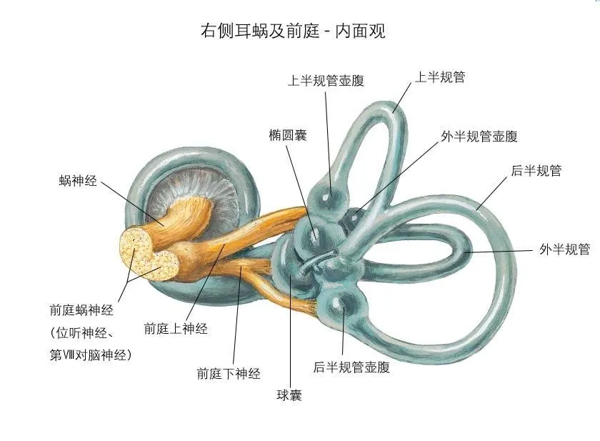 眩晕科普第三期：前庭神经炎 - 好大夫在线