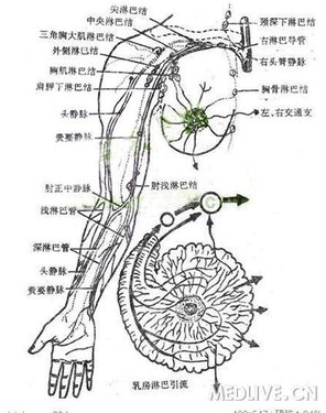 ②直接注入肋間靜脈,再經肋間靜脈與椎靜脈的交通支,引入奇靜脈,上腔